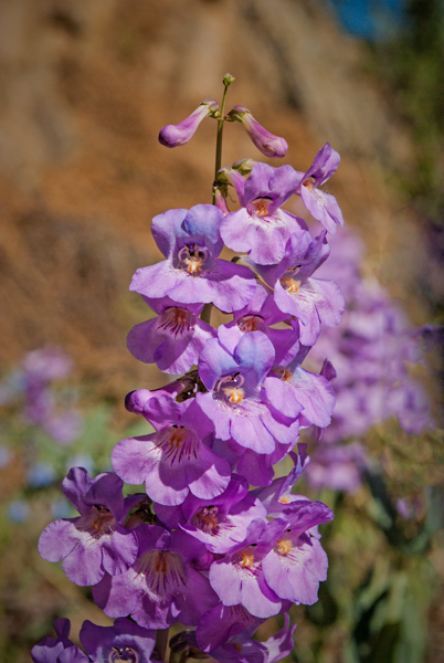 One-sided Penstemon 2.jpg